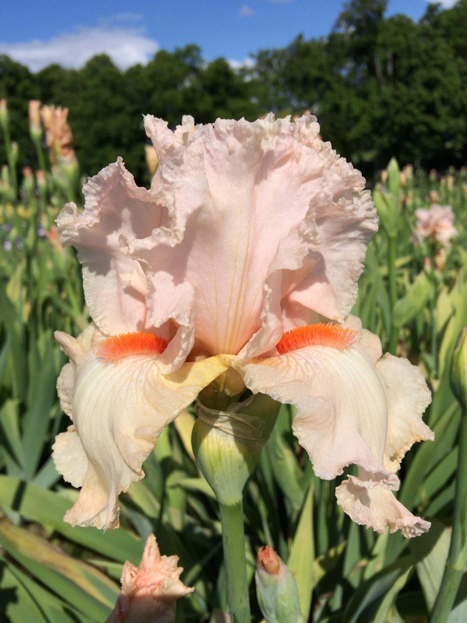080_pink_damsel_irisjardin_jardindesiris