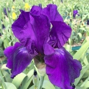 158_violet_classic_remontant_irisjardin_jardindesiris