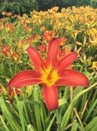 h06_bess_ross_lys_hemerocalle_jardindesiris h06_bess_ross_lys_hemerocalle_jardindesiris