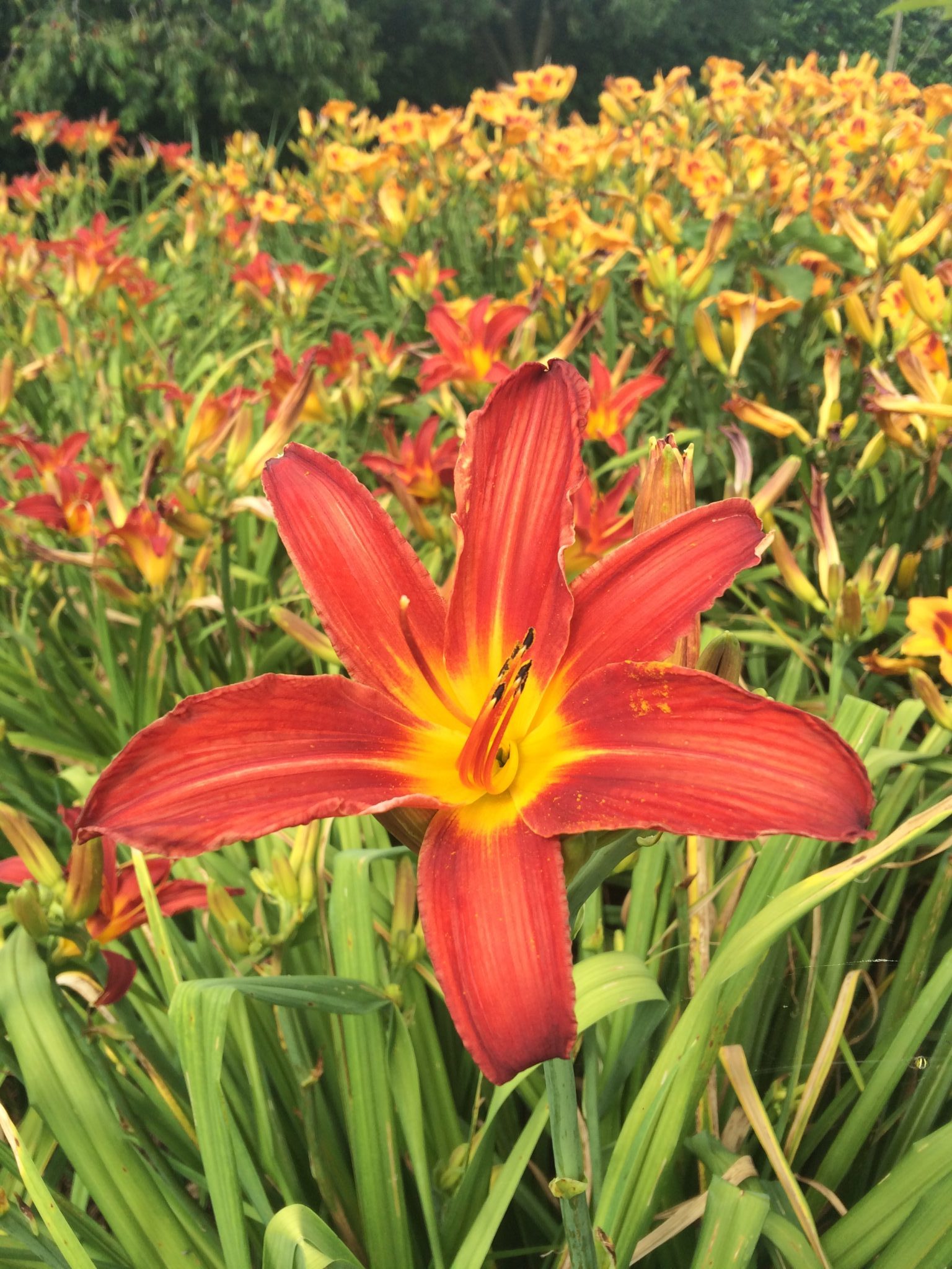 h06_bess_ross_lys_hemerocalle_jardindesiris