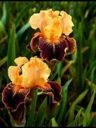 int25_delirium_ls2459_intermediaire_jardindesiris int25_delirium_ls2459_intermediaire_jardindesiris