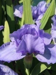 n13_little_sapphire_nain_jardindesiris n13_little_sapphire_nain_jardindesiris