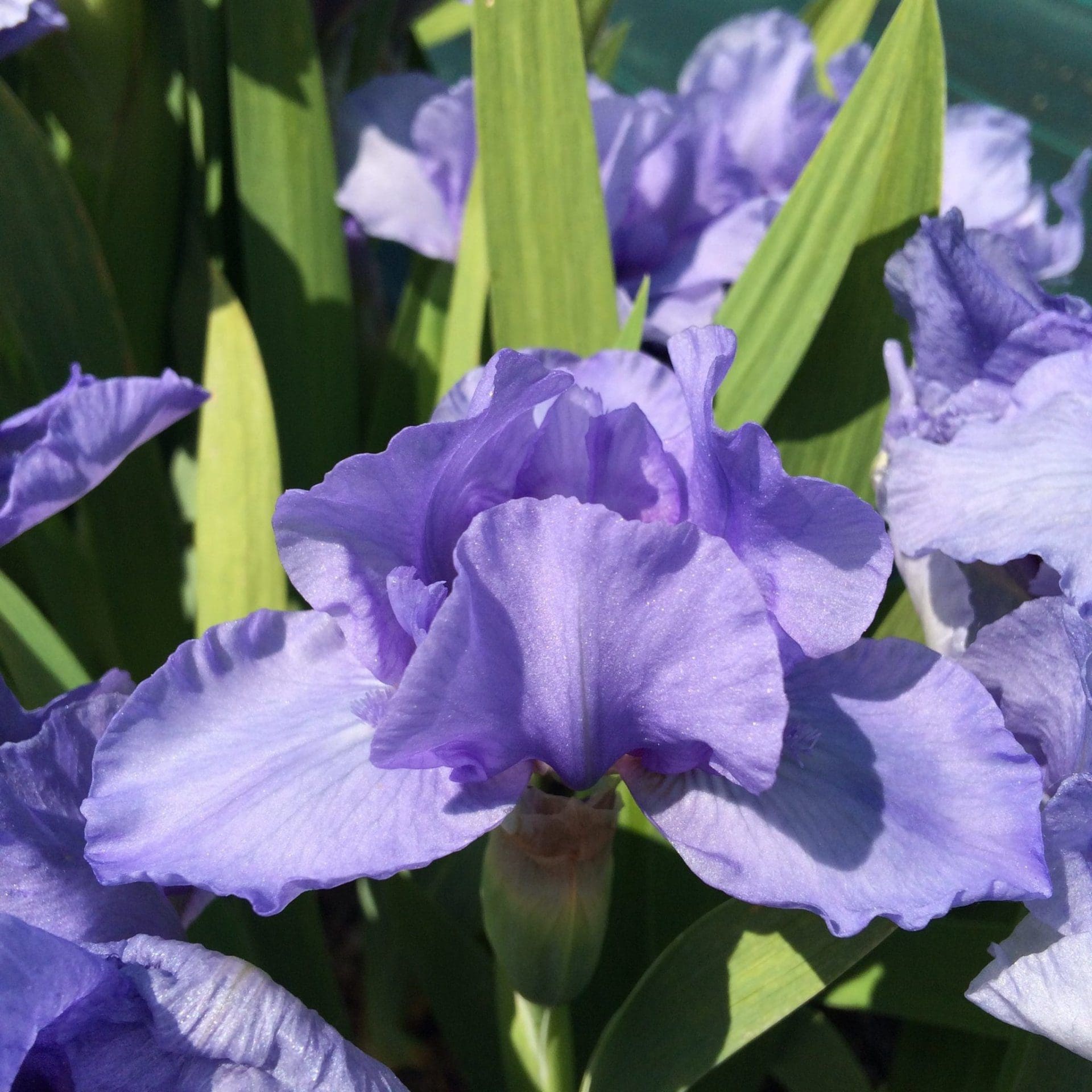 Iris nains violet en fleur à fin avril.