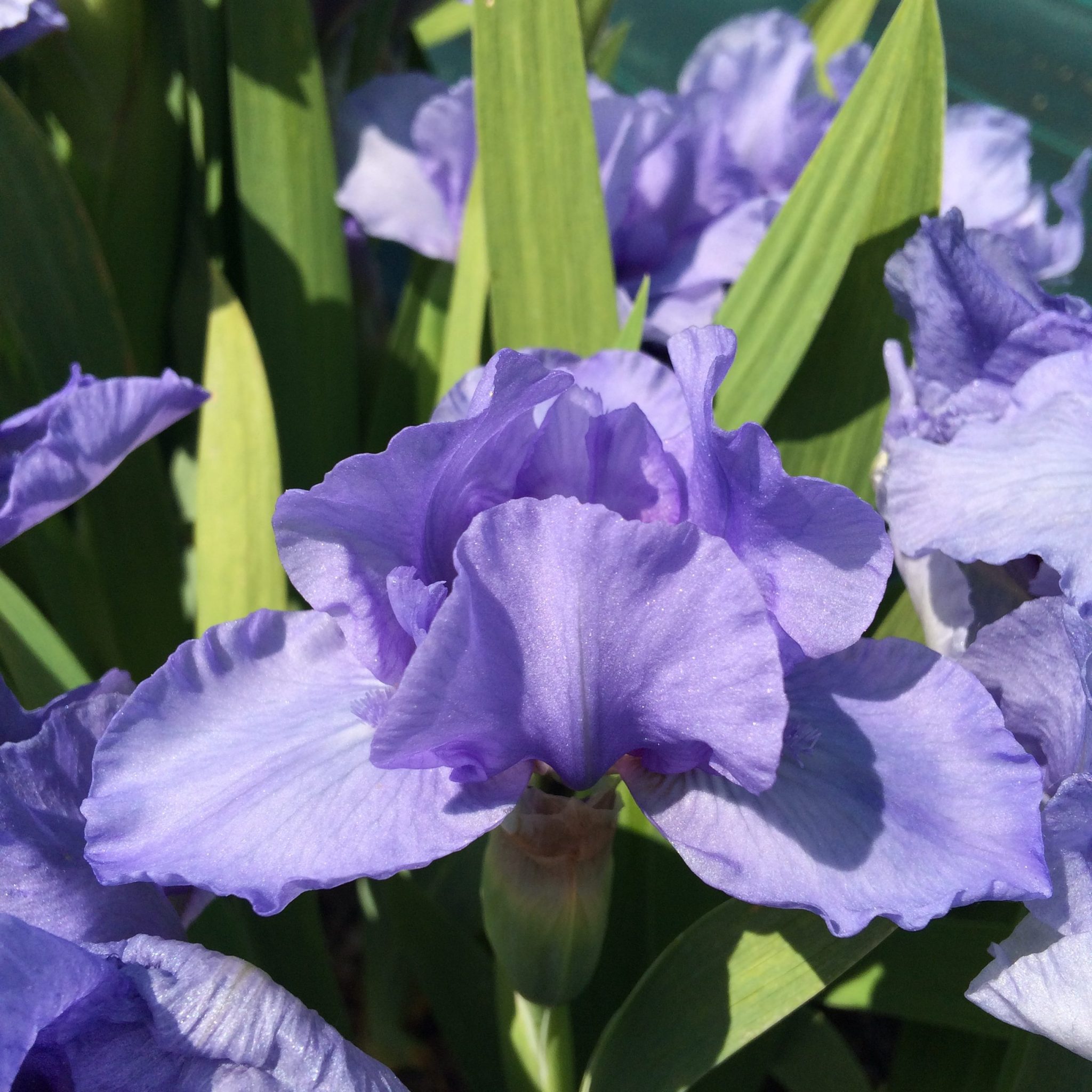n13_little_sapphire_nain_jardindesiris