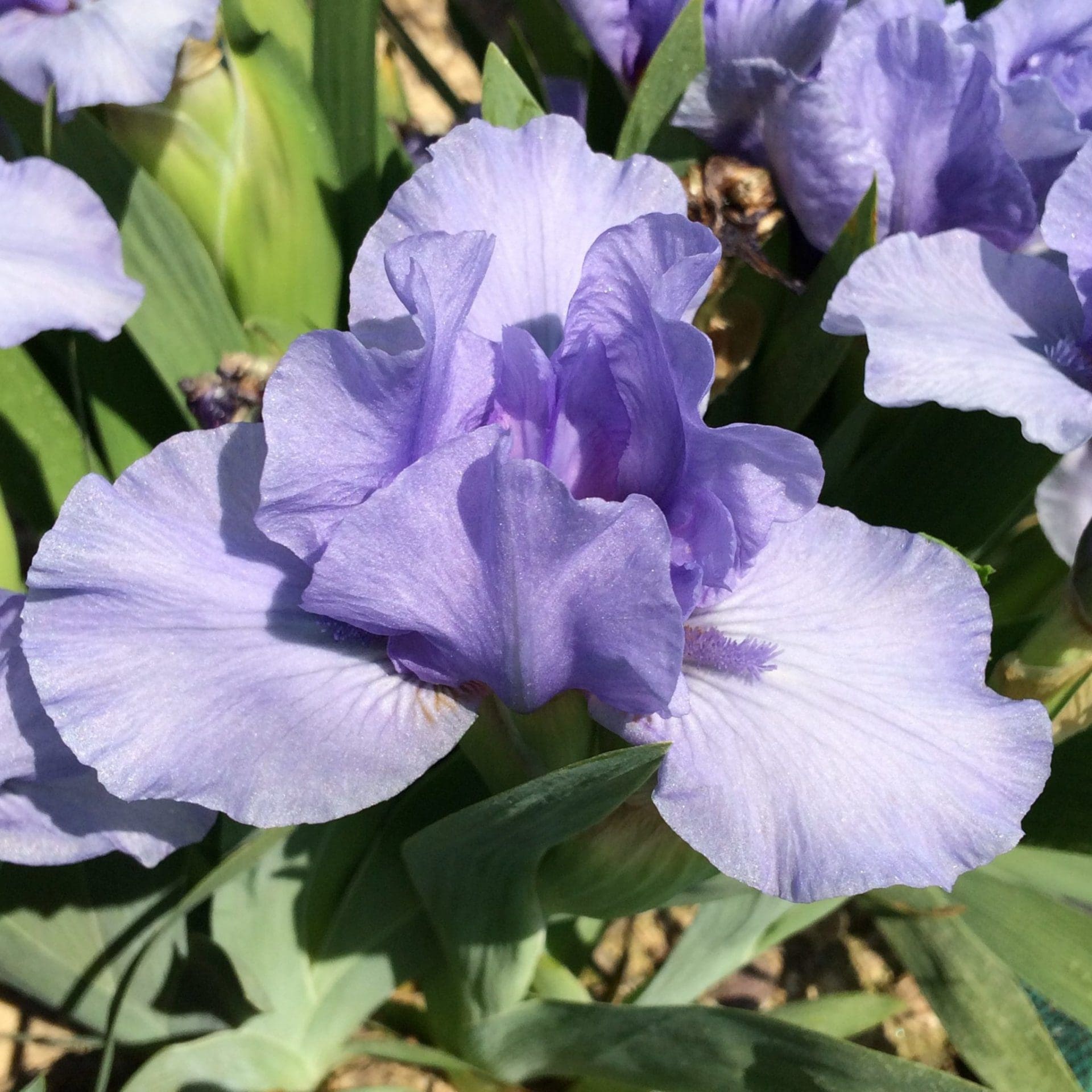 Iris nains violet.