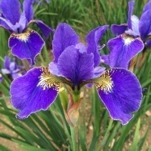 Iris siberica violet et jaune.