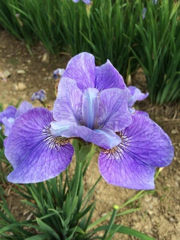 sb21_steve_varner_siberica_jardindesiris