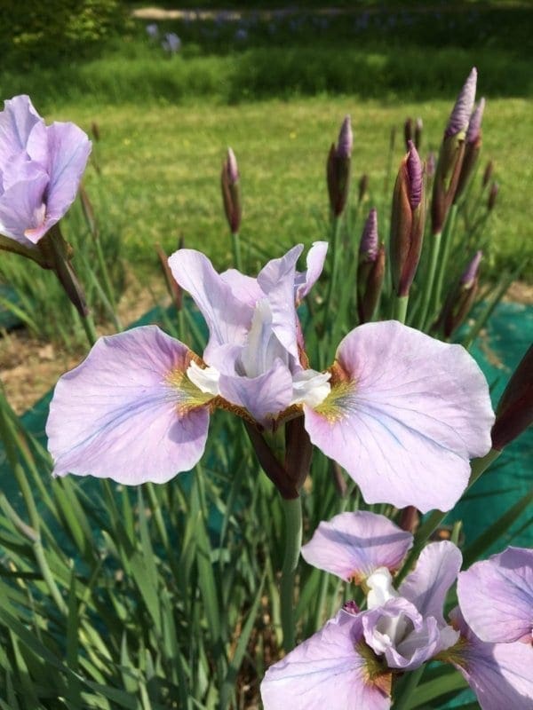 sb25_acqua_whisper_jardin_jardindesiris
