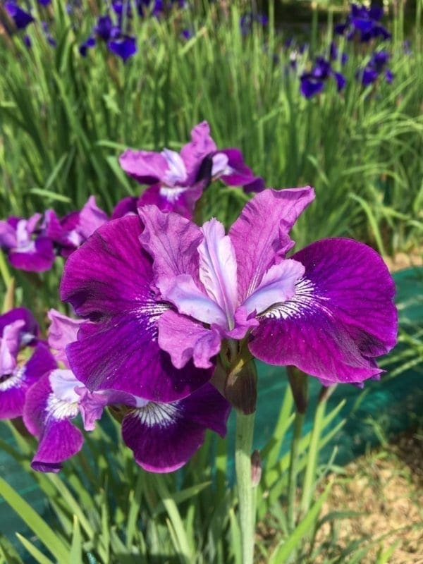 sb27_lady_vanessa_jardin_jardindesiris
