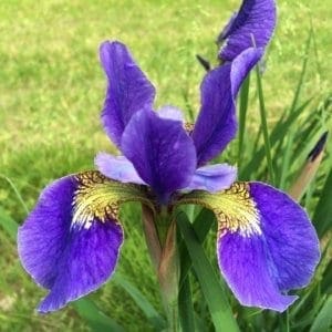sb28_lucky_lilac_siberica_jardindesiris