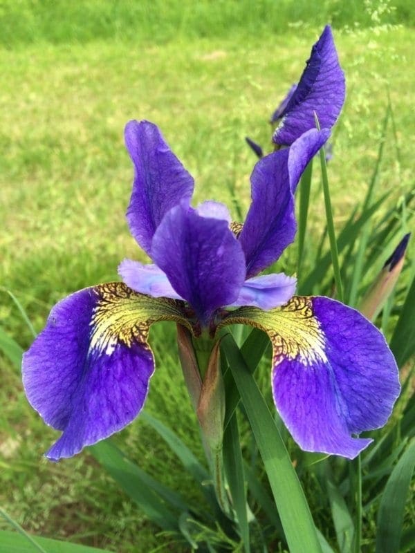 sb28_lucky_lilac_siberica_jardindesiris