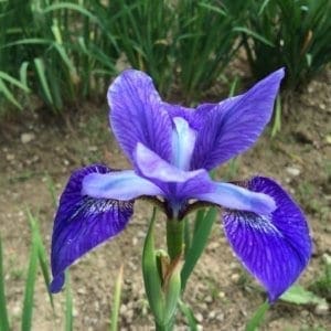 sb2_blue_brilant_siberica_jardindesiris