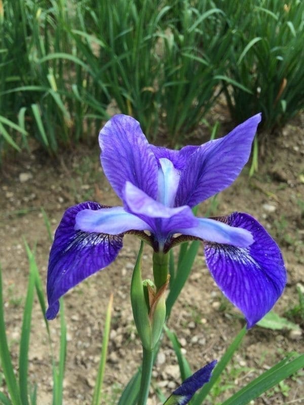 sb2_blue_brilant_siberica_jardindesiris