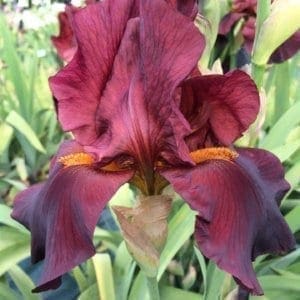 Iris des jardins de couleur pourpe.