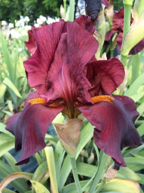 Iris des jardins de couleur pourpe.