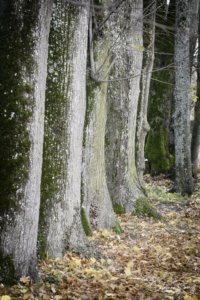 Arbres de l'allée cavalière