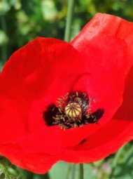 Coquelicot 72 fleur de coquelicot rouge giverny france002 190x255 - Coquelicot