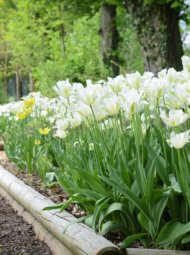 tulipes Nos tulipes blanches dans le jardin de Muni.