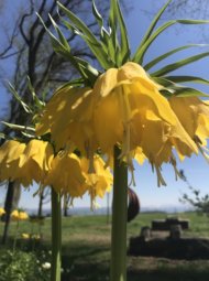 Fritillaria IMG 2662 e1524141053337 190x255 - Fritillaria