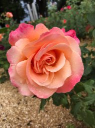 Roses IMG 3507 190x255 - Roses