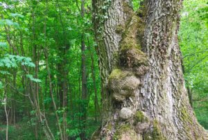 Le Roi Lézard en pleine forêt.