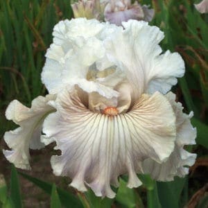 Iris des jardins de collection Lugano Blanc remontant