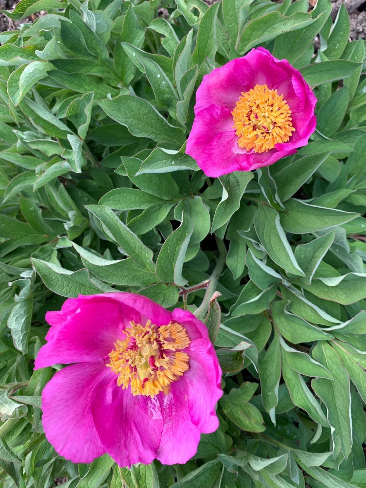 Pivoines rose dans le jardin de Daria.