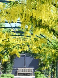 laburnum-tunnel Le tunnel laburnum jaune vif dans le jardin de Doreen.