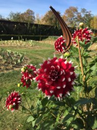 dahlia-chateau-de-vullierens Dahlias rouge et blanche du jardin de Doreen.