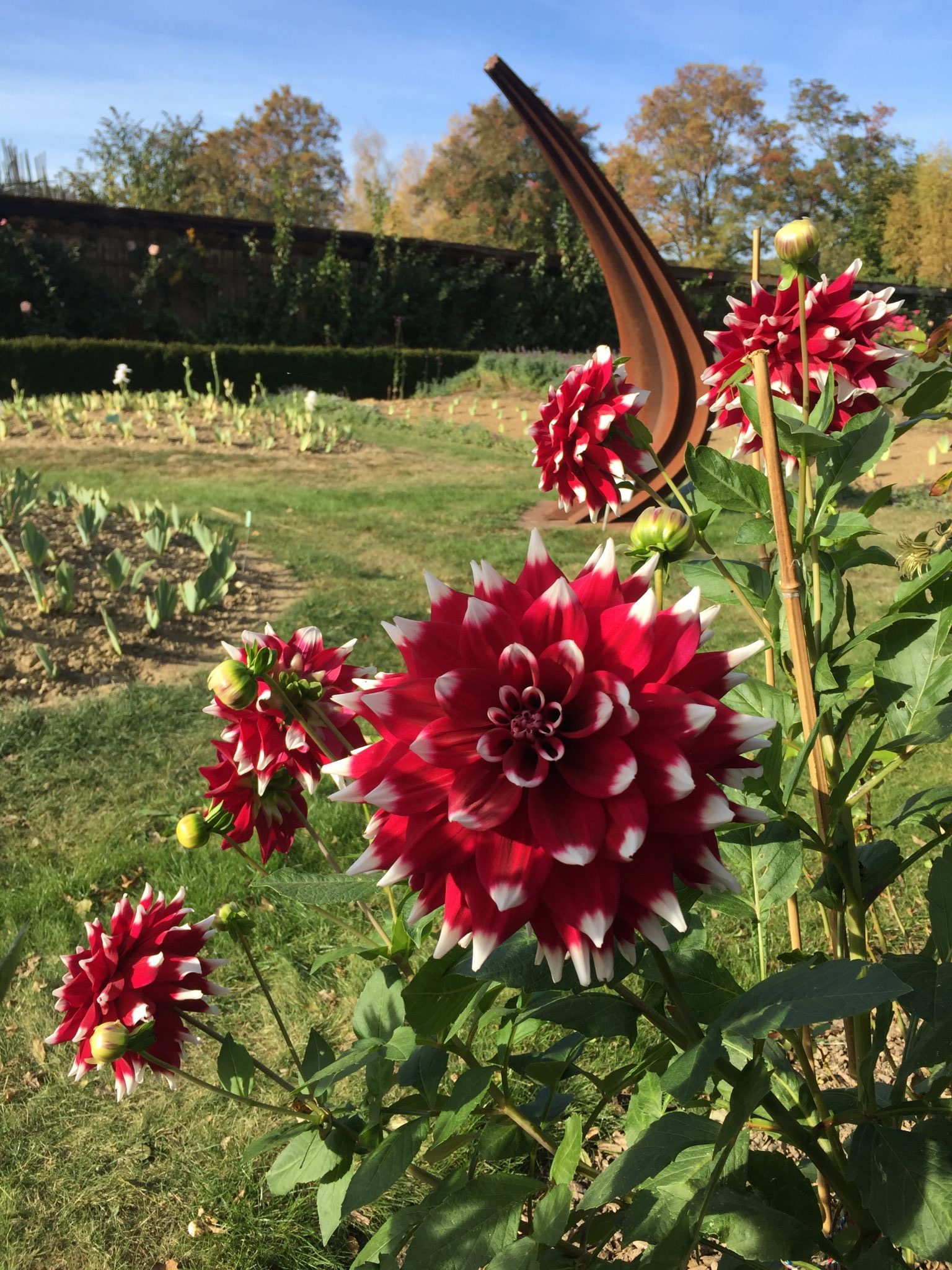 Dahlias rouge et blanche du jardin de Doreen.
