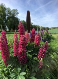 lupins Lupins rose et violet devant la sculpture d'Herbert Mehler.