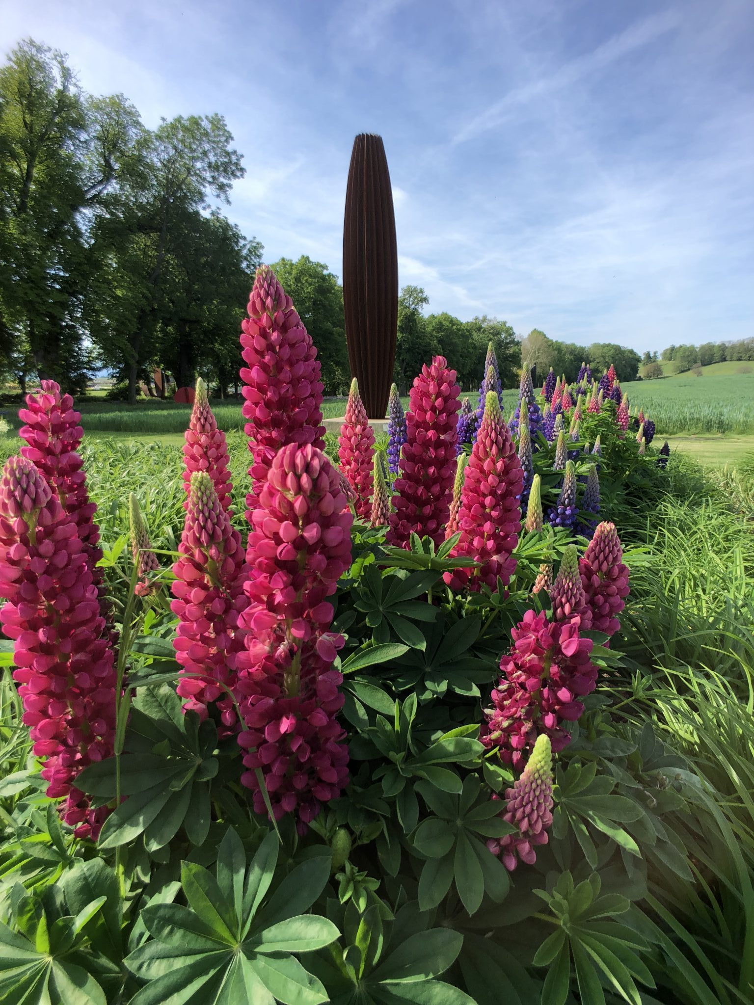 Lupins rose et violet devant la sculpture d'Herbert Mehler.