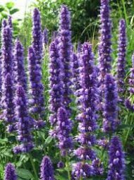 Agastache agastache 190x255 - Agastache