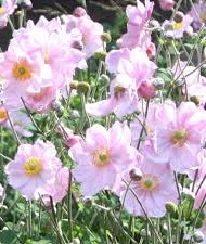 anemone-hybrids Anemone hybrids rose en fleurs.