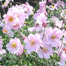 Anemone hybrids rose en fleurs.
