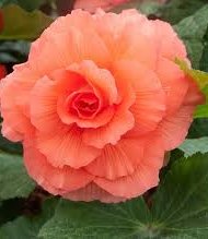 begonias Begonias rose pêche.