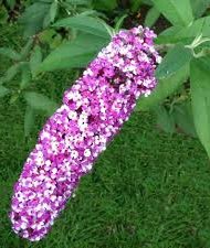 buddleja davidii Buddleja davidii rose, blanche et violette.