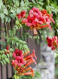 campsis radicans Campsis radicans orange.