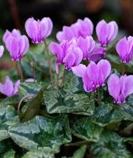 cyclamen hederofolium Cyclamen hederofolium violette.