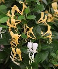 lonicera japonica lonicera japonica blanche et jaune.