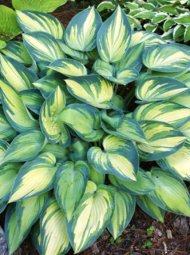 Hosta hosta 190x255 - Hosta