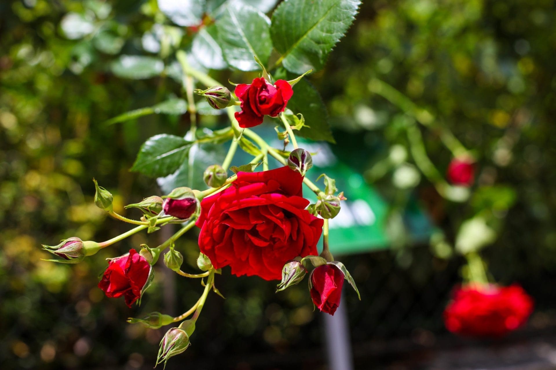 Photo de près d'une rose rouge vif.