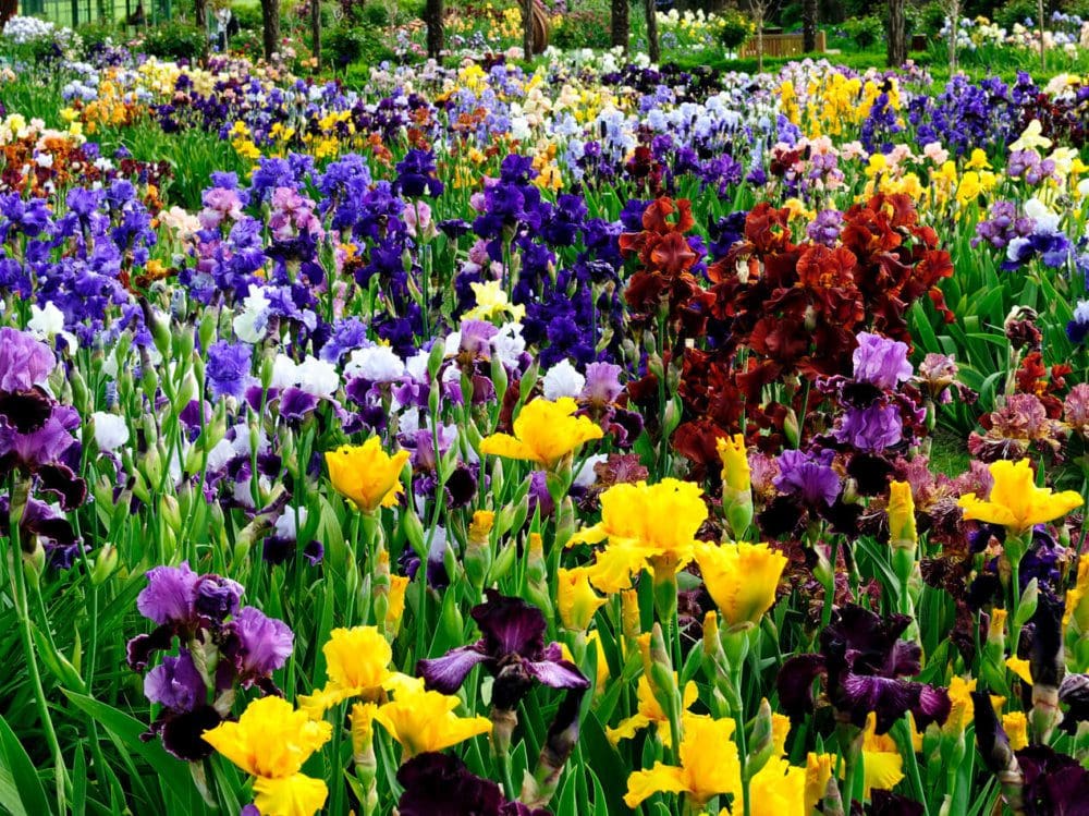 Pass de saison adulte chateau vuillerens commandez iris 1 e1583864225942 - Pass de saison adulte