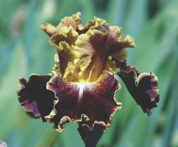 Gros plan sur un iris jaune et rouge brun.