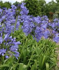 Agapanthus Gros plan d'Agapanthe bleu-violet.
