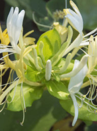 chevrefeuille-lonicera Gros plan d'un chèvrefeuille.
