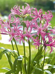 vivide-pink-nerines Gros plan d'une Nérine rose vive.