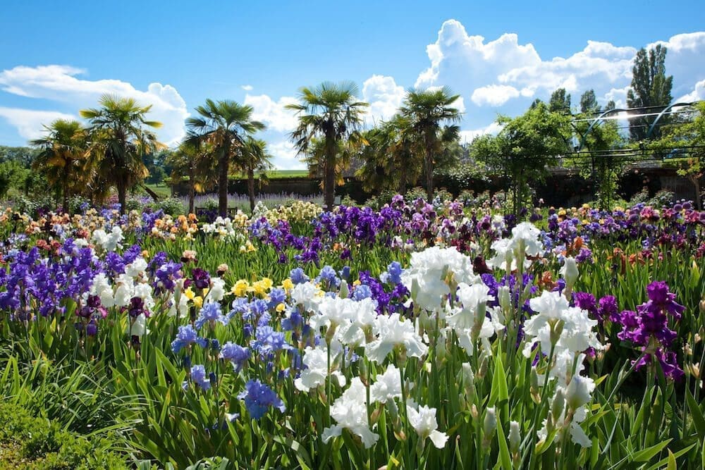 Explosion de couleurs dans la plantation d'iris du jardin de Doreen.