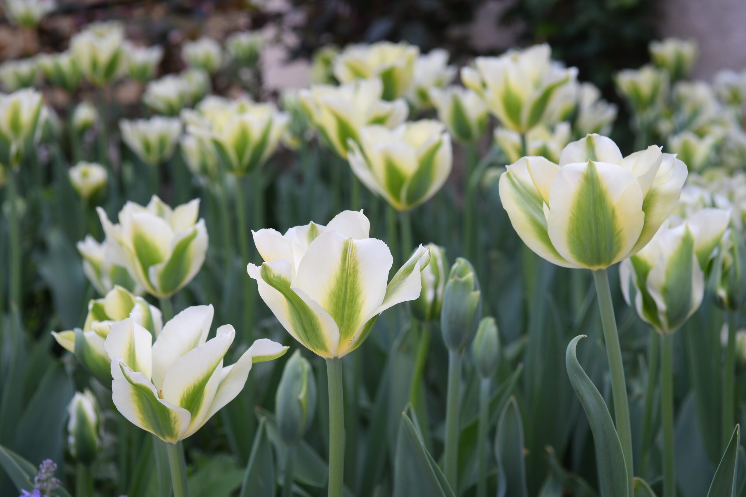 Gros plan de tulipes blanches à admirer dans le jardin de Muni du Château de Vullierens.
