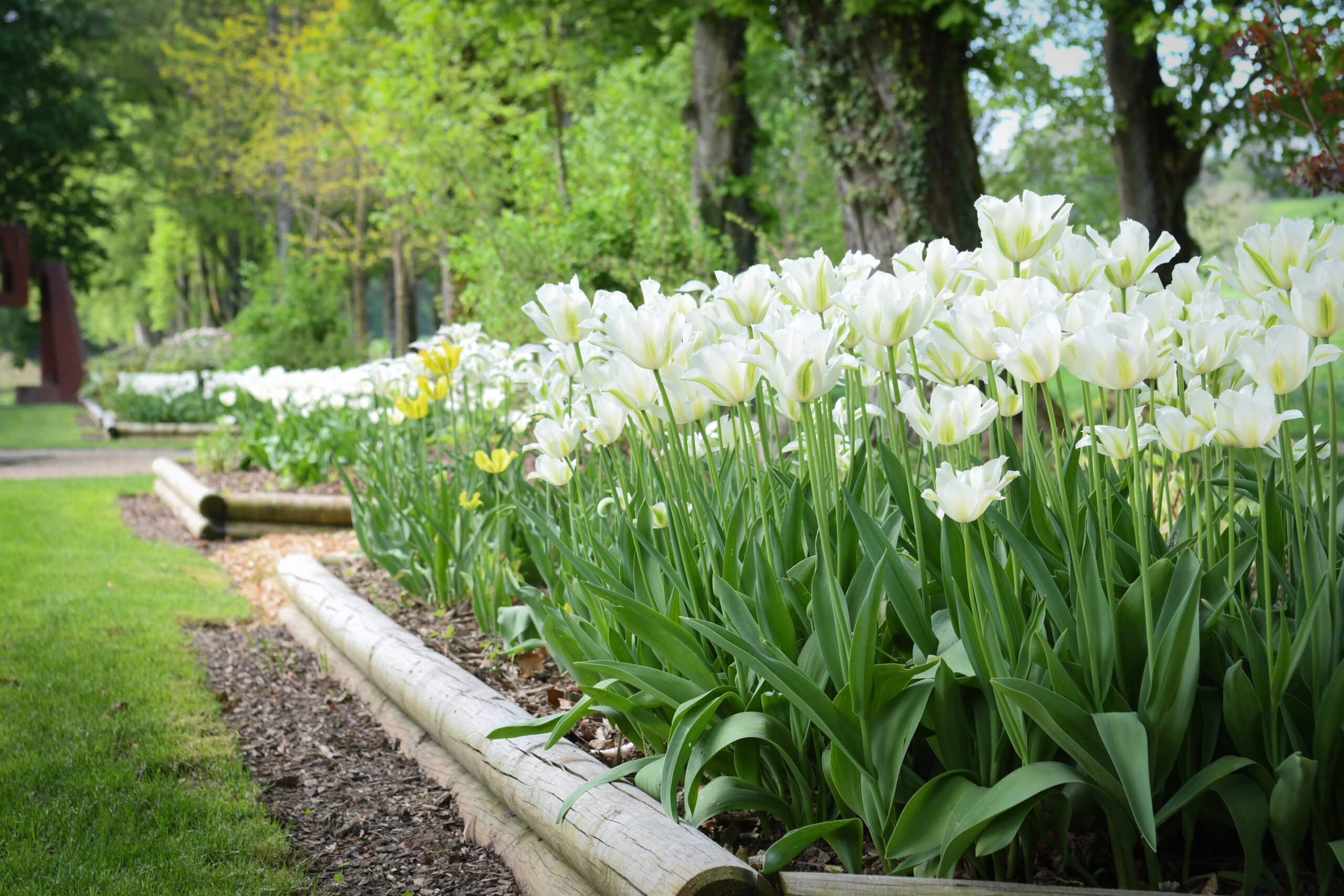Gros plan de platebande de tulipes blanches à admirer dans le jardin de Muni du Château de Vullierens.